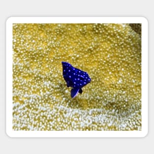 Juvenile Yellowtail Damselfish Sticker